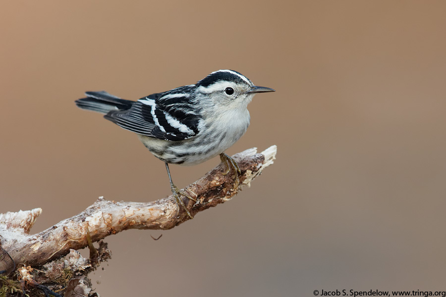 Black-and-white Warbler