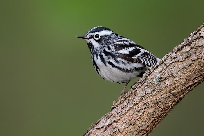 Black-and-white Warbler