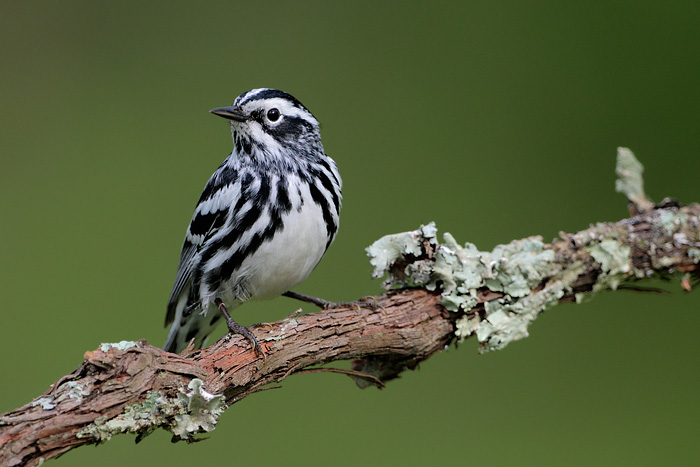 Black-and-white Warbler