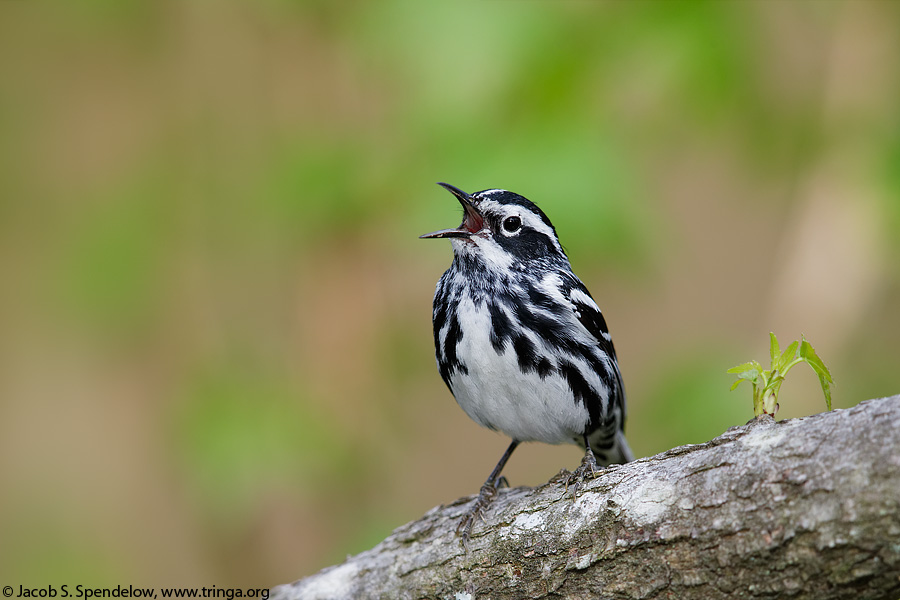 Black-and-white Warbler