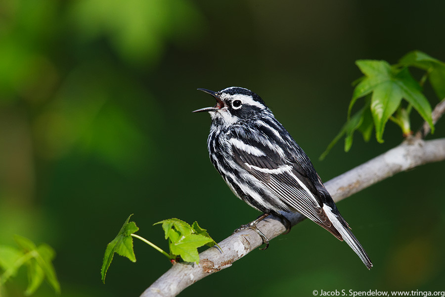 Black-and-white Warbler