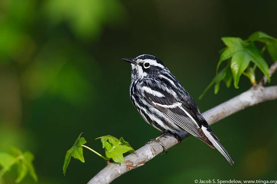 Black-and-white Warbler