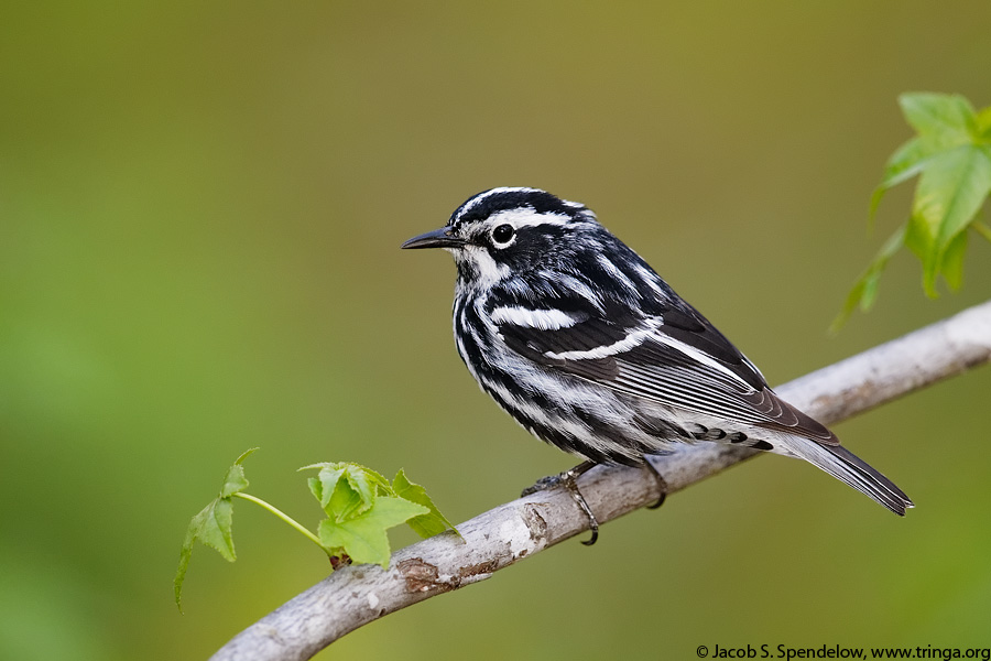 Black-and-white Warbler