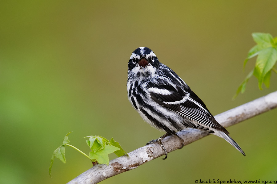 Black-and-white Warbler