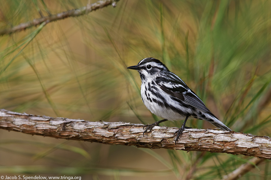 Black-and-white Warbler