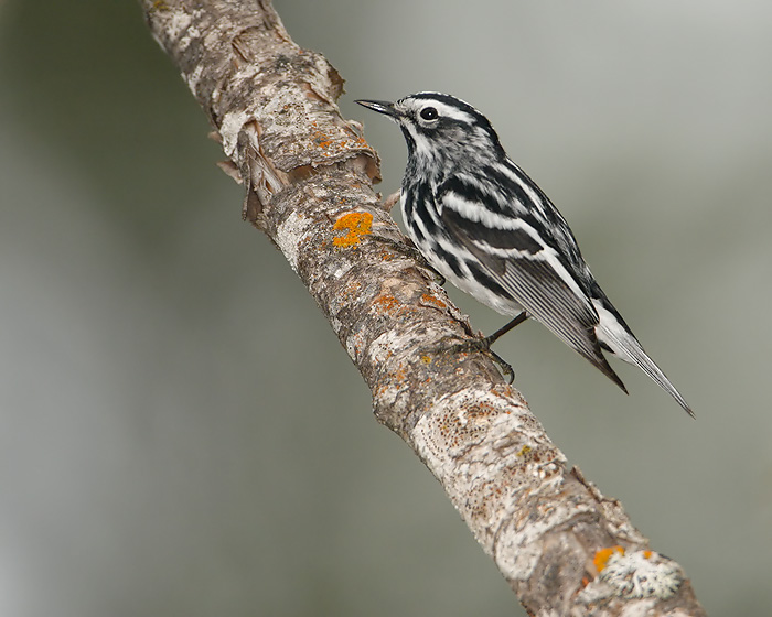 Black-and-white Warbler