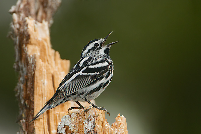 Black-and-white Warbler