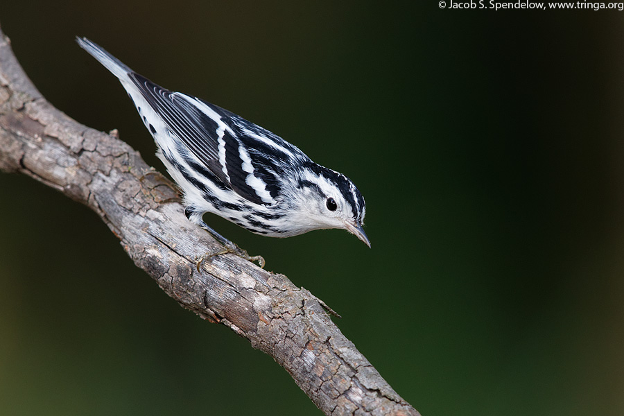 Black-and-white Warbler