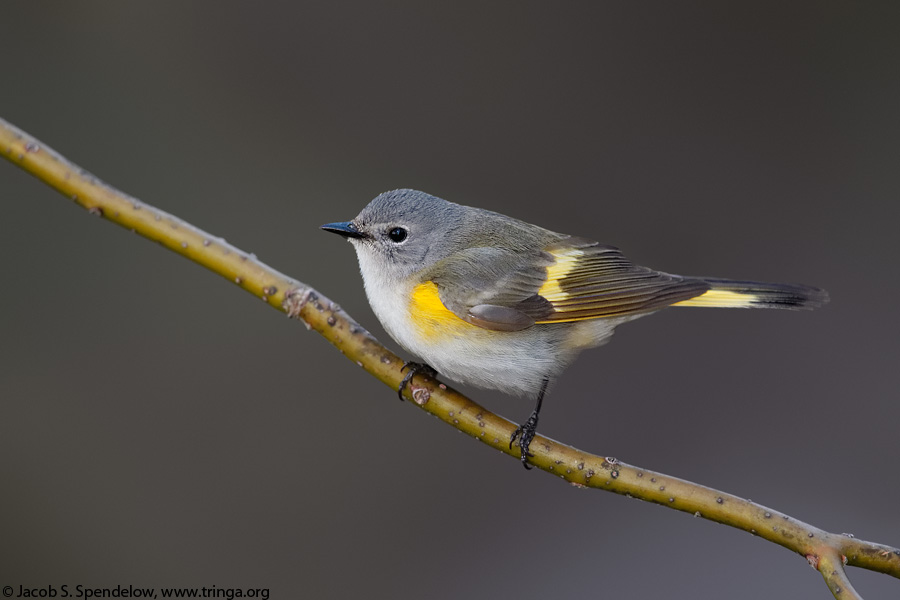 American Redstart