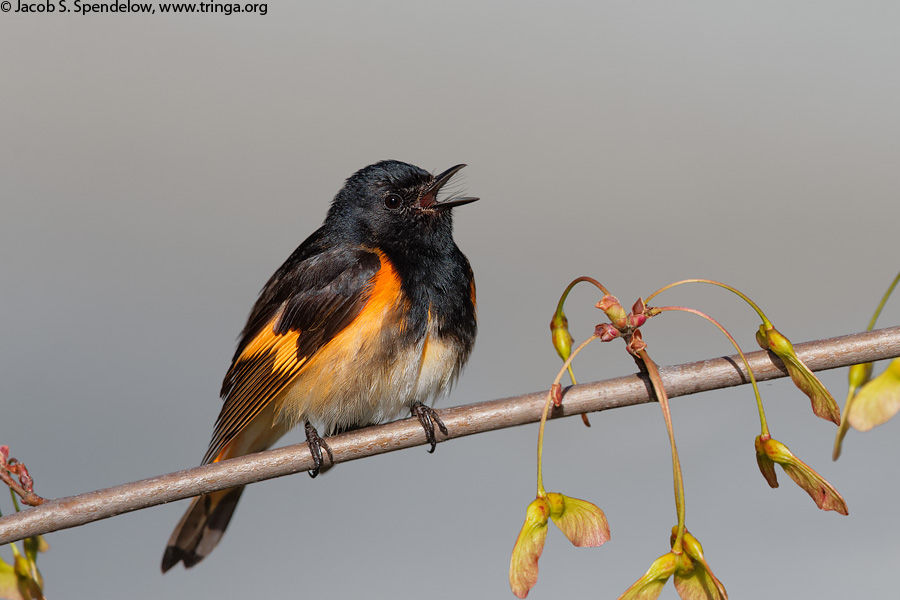 American Redstart