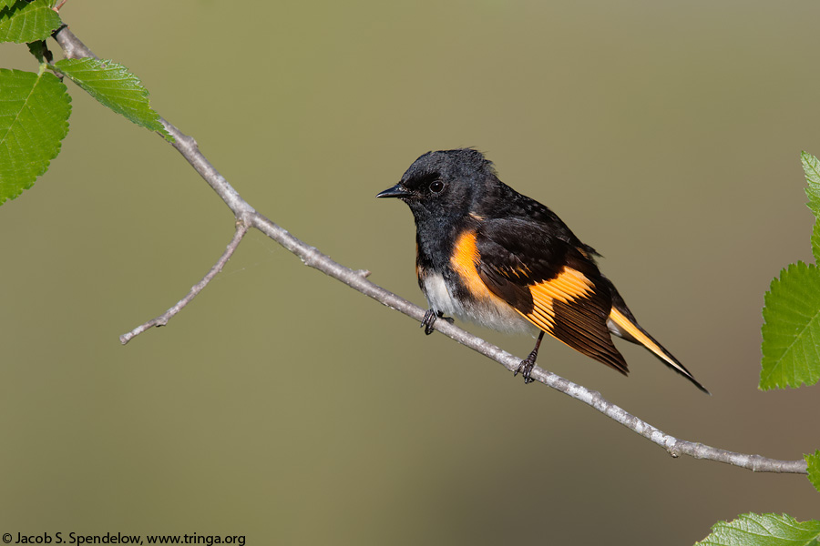 American Redstart