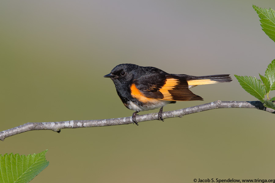 American Redstart