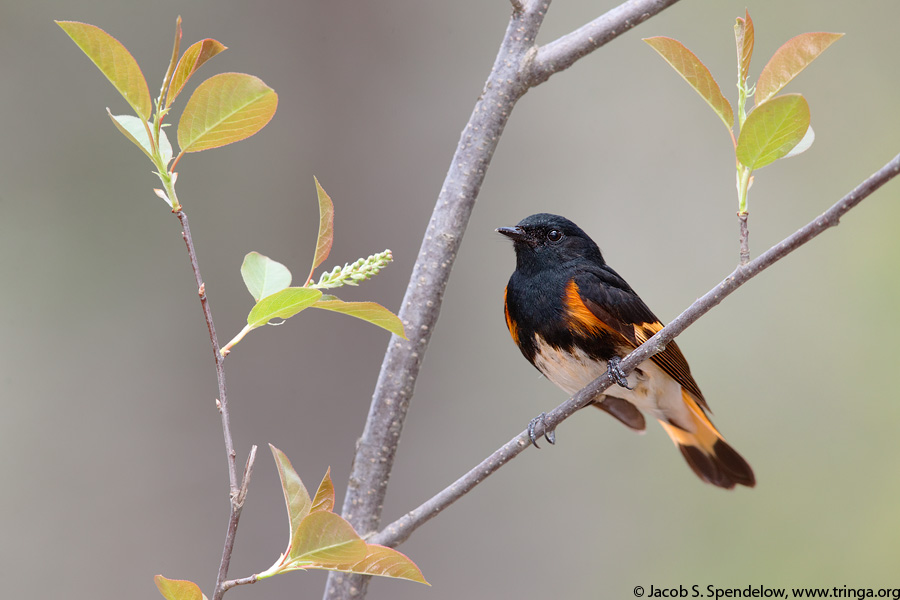 American Redstart