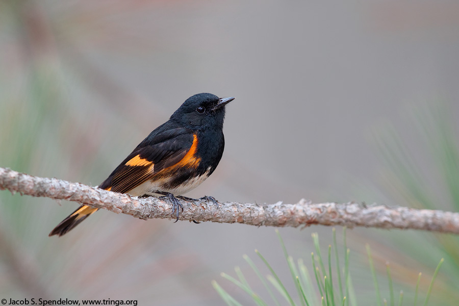 American Redstart