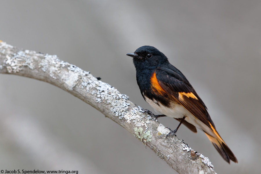 American Redstart