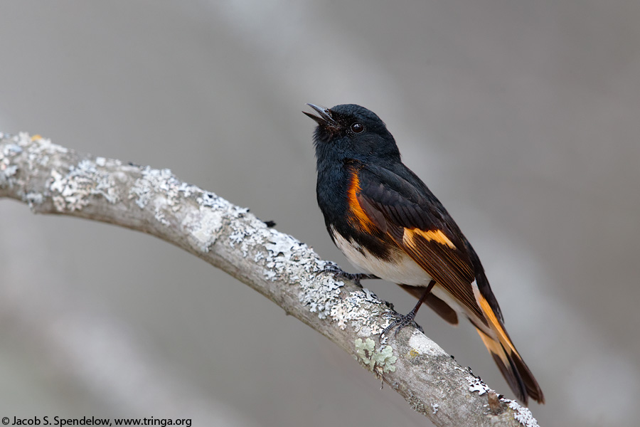 American Redstart