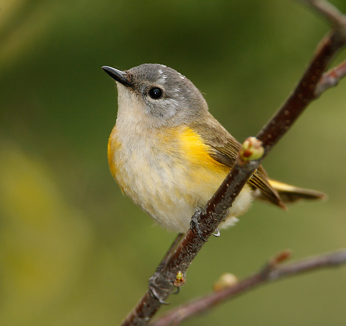 American Redstart