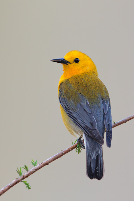 Prothonotary Warbler