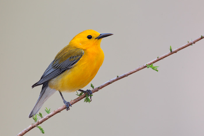 Prothonotary Warbler