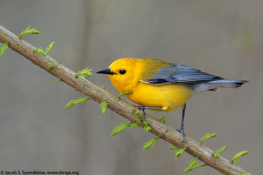 Prothonotary Warbler