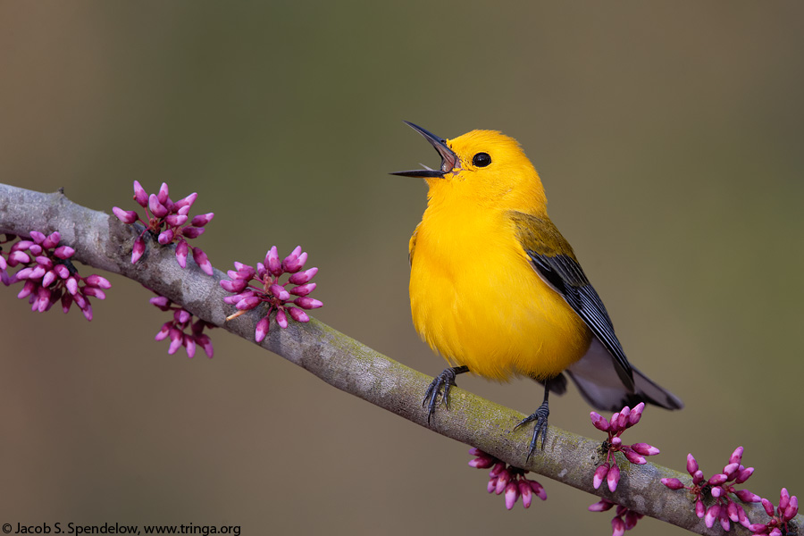 Prothonotary Warbler