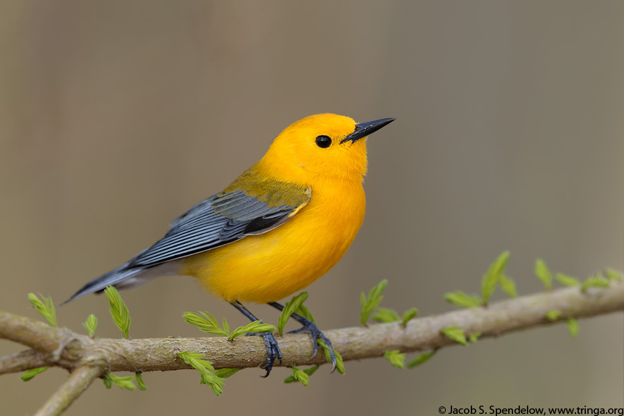 Prothonotary Warbler