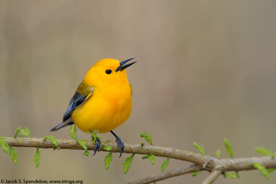 Prothonotary Warbler