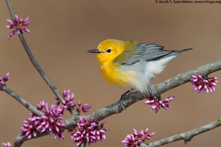 Prothonotary Warbler