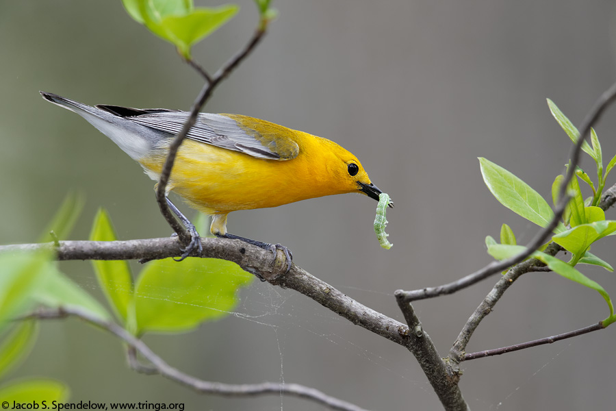 Prothonotary Warbler