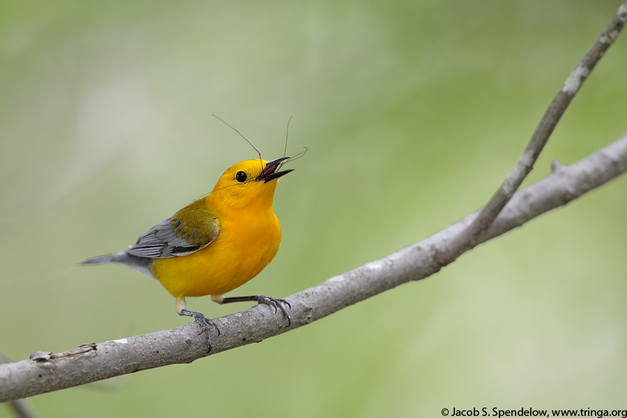 Prothonotary Warbler