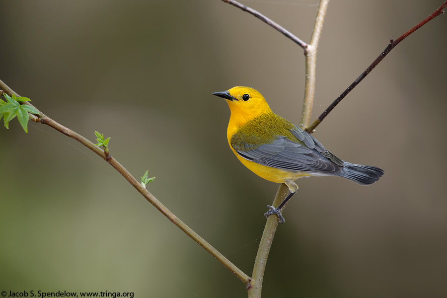 Prothonotary Warbler