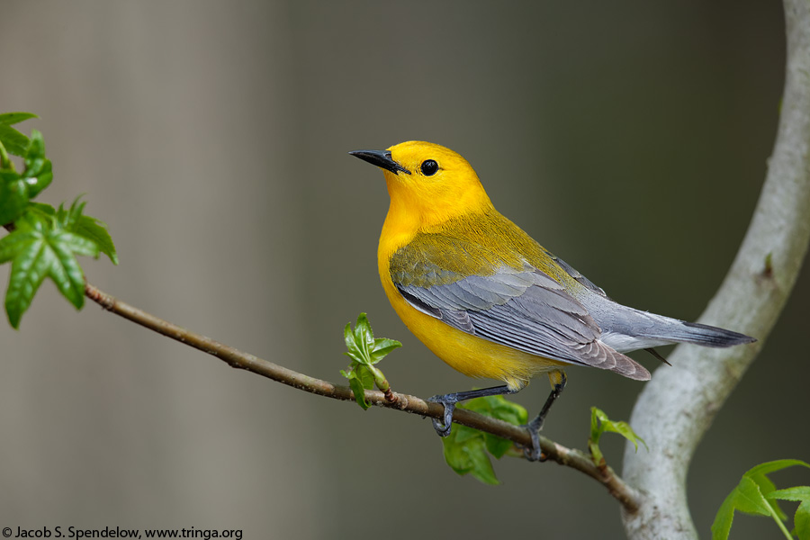 Prothonotary Warbler