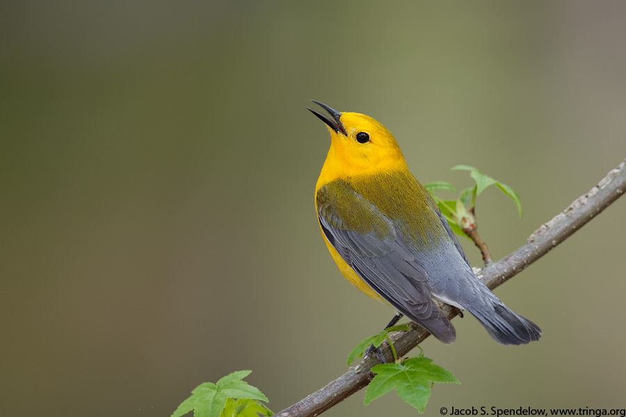 Prothonotary Warbler