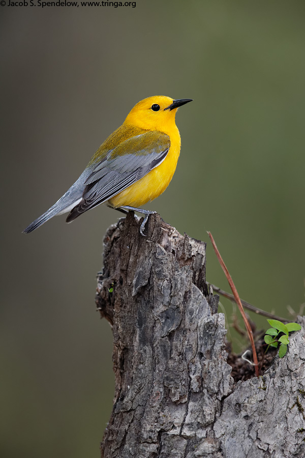 Prothonotary Warbler