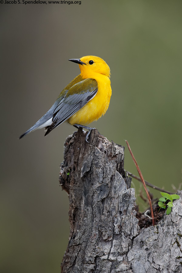 Prothonotary Warbler