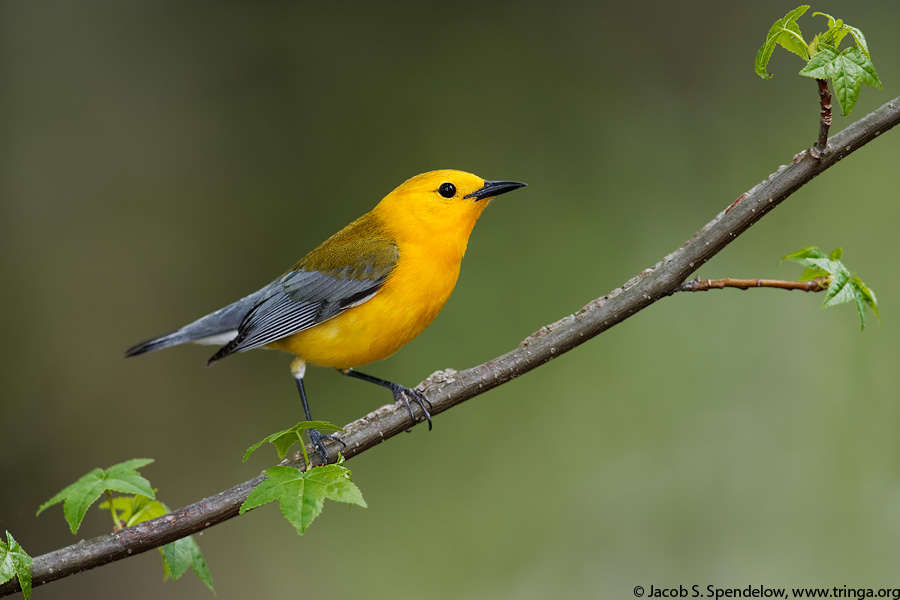 Prothonotary Warbler