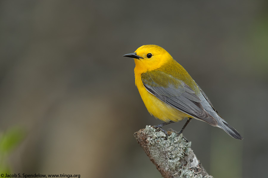 Prothonotary Warbler