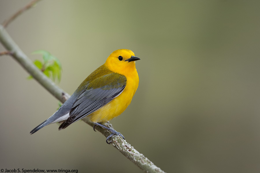 Prothonotary Warbler