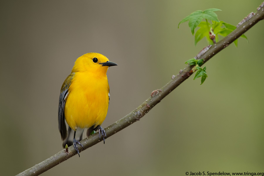 Prothonotary Warbler