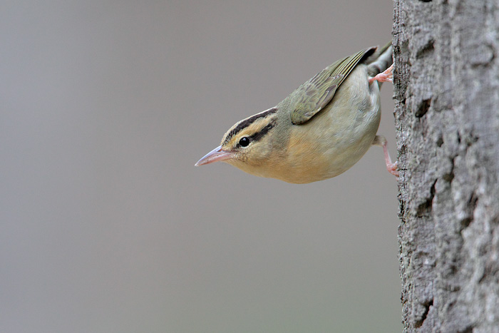 Worm-eating Warbler