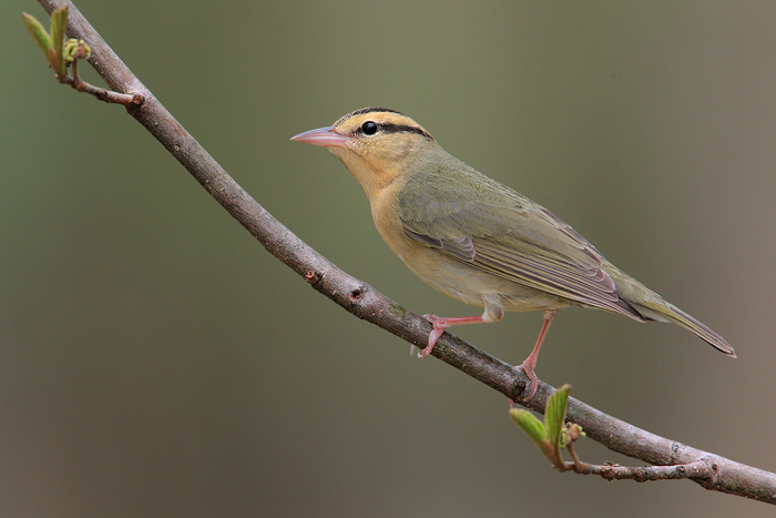 Worm-eating Warbler