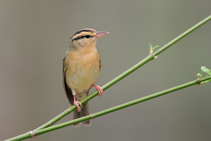 Worm-eating Warbler