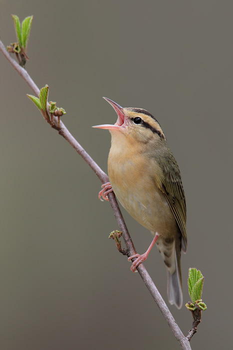 Worm-eating Warbler