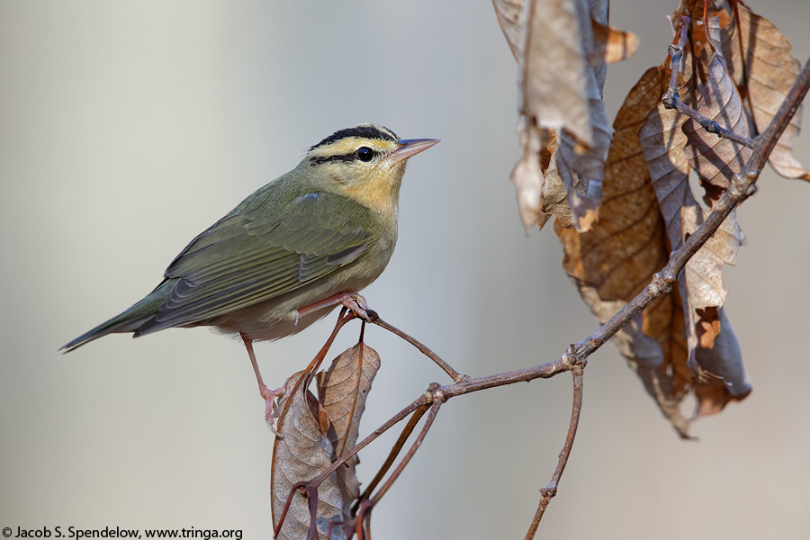 Worm-eating Warbler