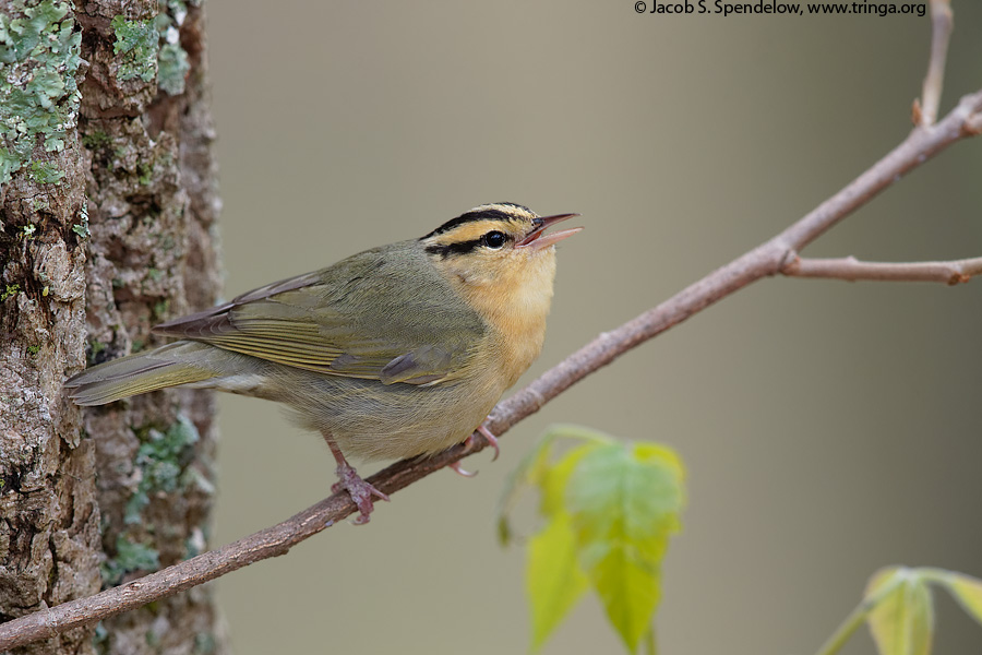 Worm-eating Warbler