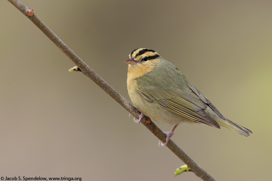 Worm-eating Warbler