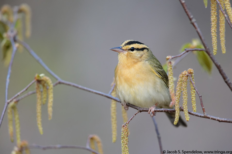 Worm-eating Warbler