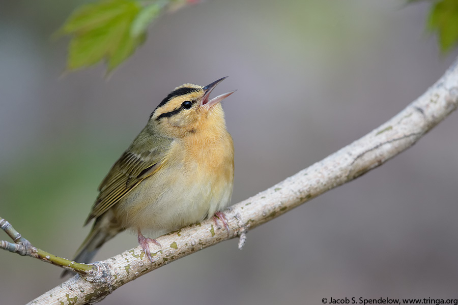 Worm-eating Warbler