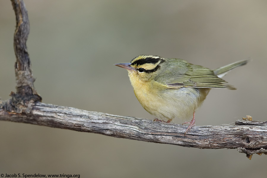 Worm-eating Warbler