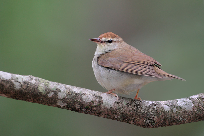 Swainson's Warbler